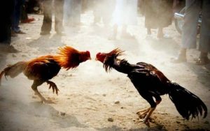 พนันไก่ชนออนไลน์